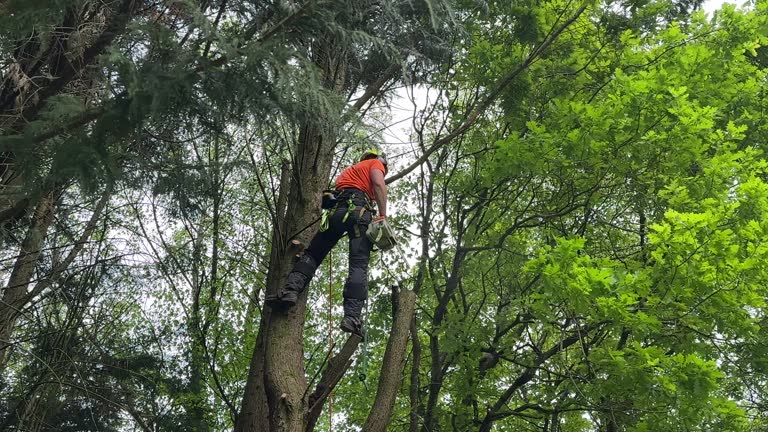 How Our Tree Care Process Works  in Goldendale, WA